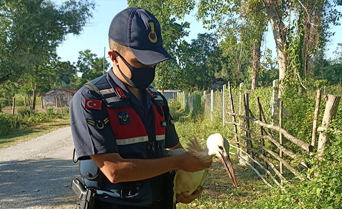 Yaralı leyleğin imdadına jandarma ekipleri yetişti