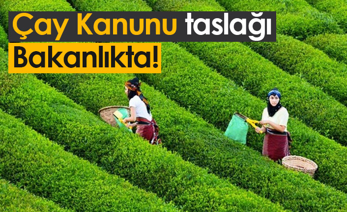 Çay kanunu taslağı bakanlıkta