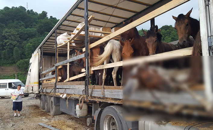 Karadeniz ilinde korkunç manzara! Tırın dorsesini görenler dondu kaldı