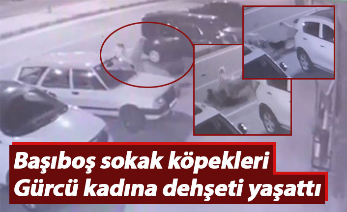 Başıboş sokak köpekleri Gürcü kadına dehşeti yaşattı