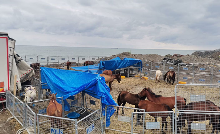 Hopa'da ölüme terk edilen atlarda yeni gelişme! Cezası belli oldu