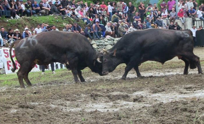 Boğalar çamur deryasında güreşti