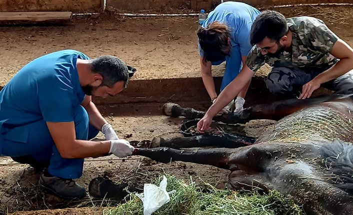 Kesime gönderilen atlardan 10 tanesinin daha hamile olduğu belirlendi