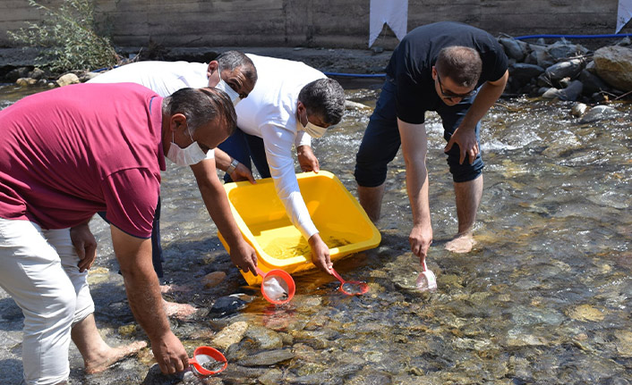  Gümüşhane’de derelere 10 bin alabalık daha bırakıldı