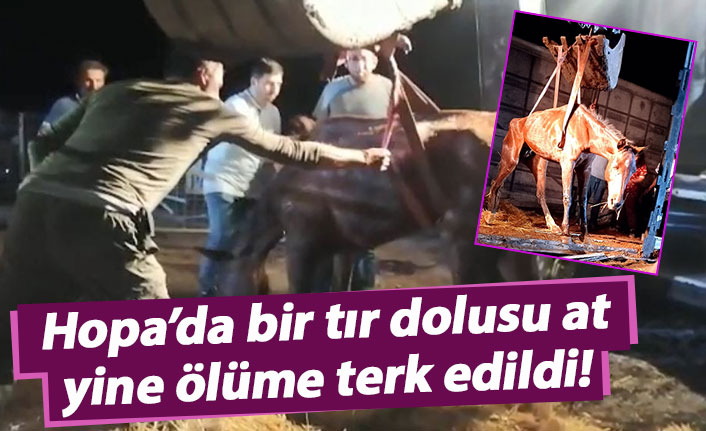 Hopa'da bir tır dolusu at yine ölüme terk edildi