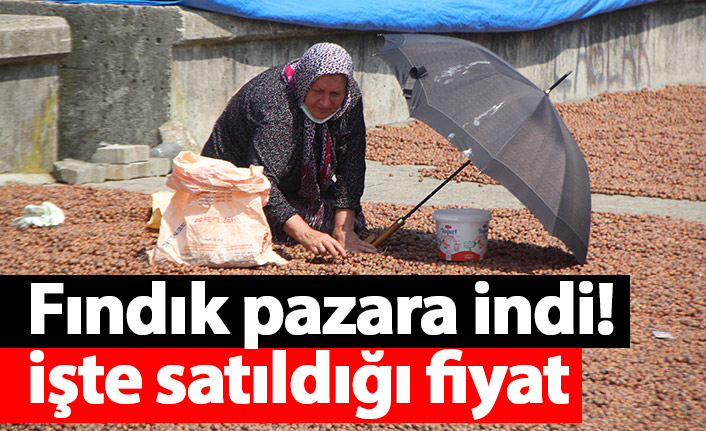 Fındık pazara indi! İşte satıldığı fiyatı