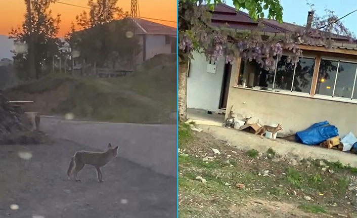 Mahalleye inen tilkinin rahatlığı yüzleri güldürdü