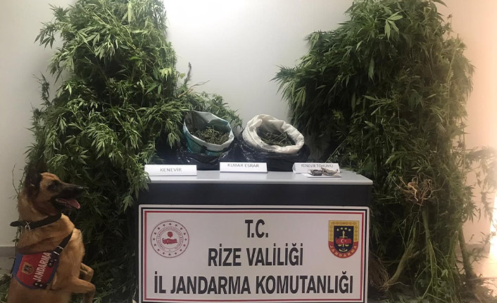 Rize'de kenevir operasyonu