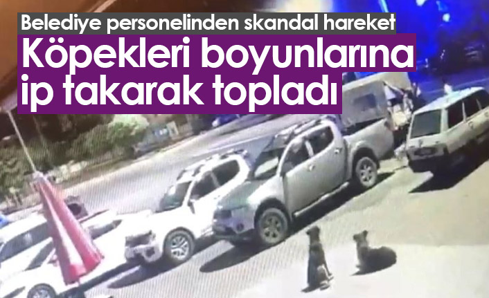 Köpekleri boyunlarına ip takarak topladı