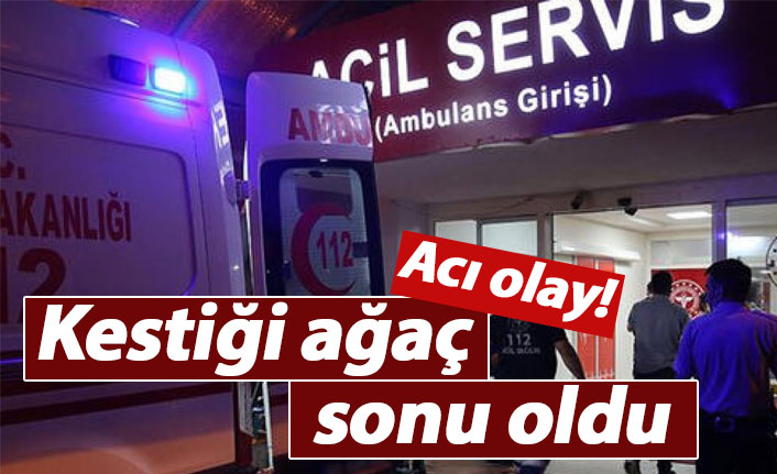 Acı olay! Kestiği ağacın altında can verdi