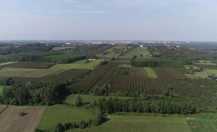 Samsun fındık üretimindeki yerini koruma hedefinde