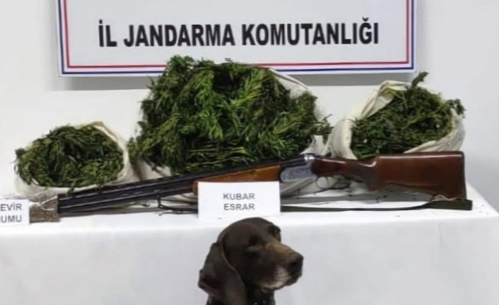 12 kilo kubar esrar ele geçirildi