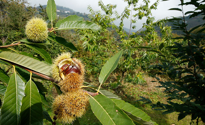 Karadeniz'in tescilli kestanelerinin hasadı başladı