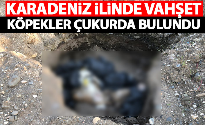 Giresun'da çukurda 10 ölü köpek bulundu