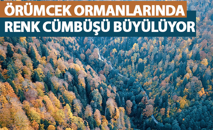 Örümcek ormanlarında renk cümbüşü