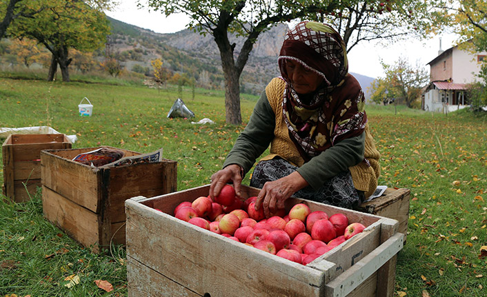 Gümüşhane elmasında hasat başladı