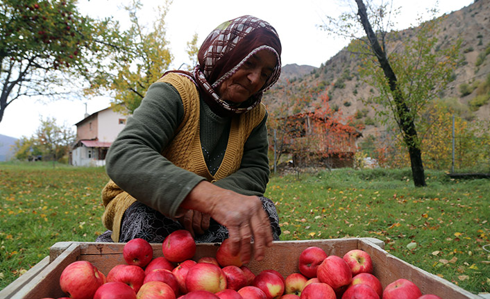 Gümüşhane elmasında hasat başladı