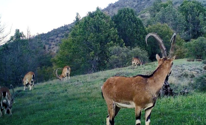 Artvin’de yaban hayatı fotokapana yakalandı