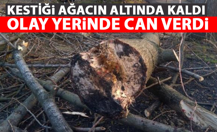 Giresun'da kestiği ağacın altında kaldı! Olay yerinde can verdi