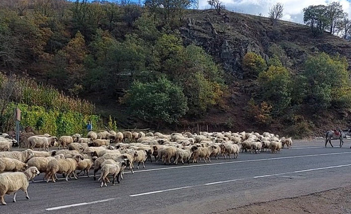 Doğu Karadeniz'de yaylalardan dönüşler başladı