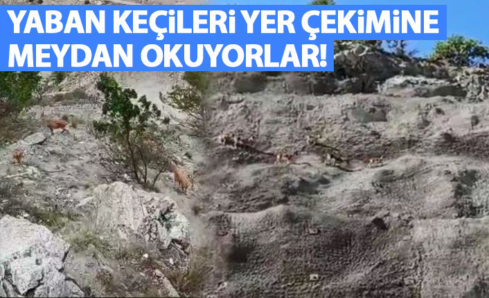 Yaban keçileri yer çekimine meydan okuyor-