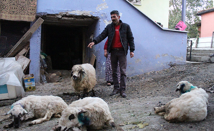 Aç kalan sokak köpekleri, koyun sürüsüne saldırdı