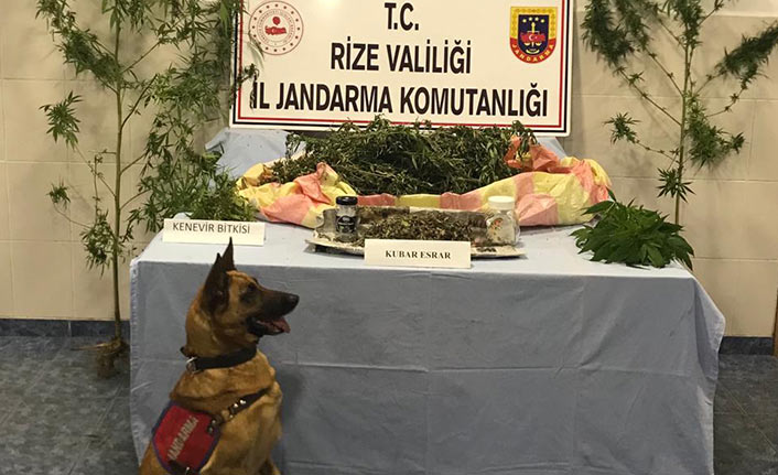 Rize'de 4 kilo 500 gram esrar ele geçirildi