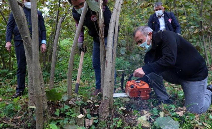 Ordu Valisi fındık bahçesinde temizlik yaptı