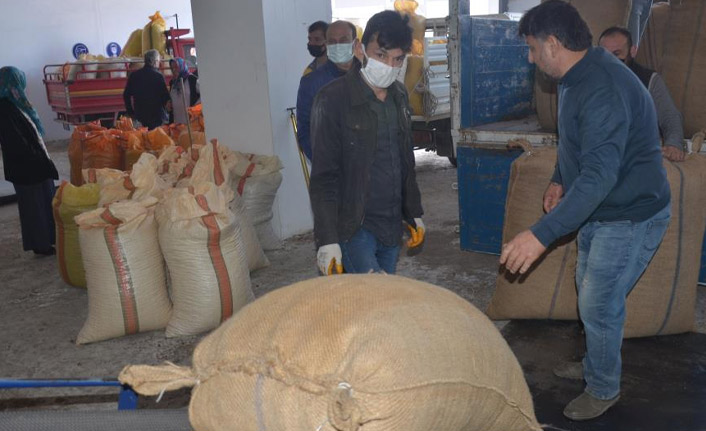 Ordu'da fındık üreticisi TMO'ya yöneldi