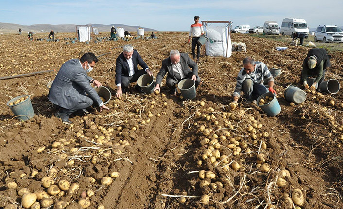 Patates hasadı tarla günü düzenlendi