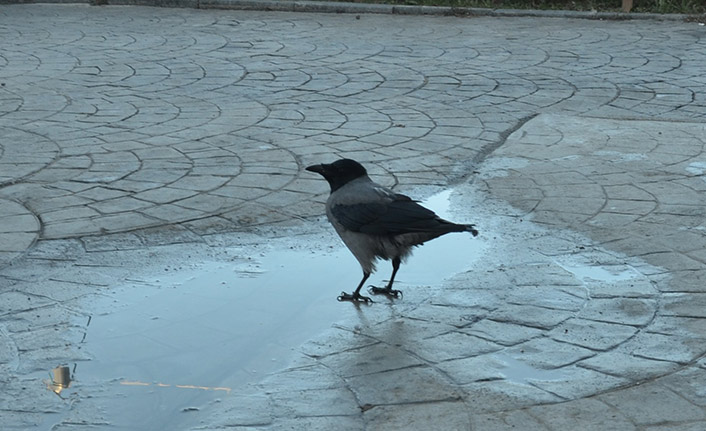 Karga esnafın neşe kaynağı oldu