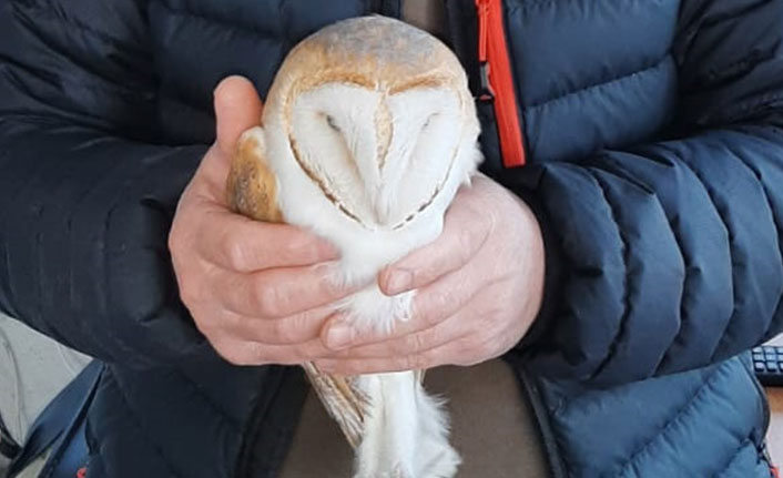 Giresun'da peçeli baykuş korumaya alındı