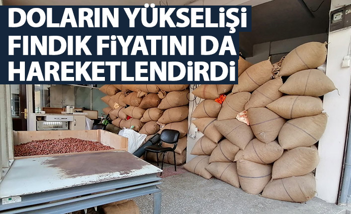 Doların yükselişi fındık fiyatlarını hareketlendirdi