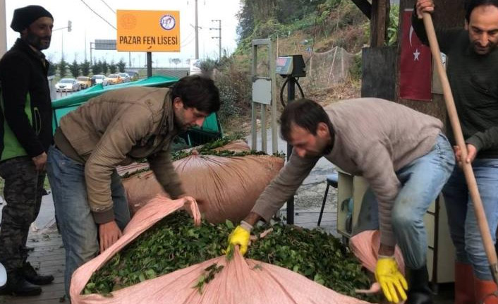 Rize'de çay alımı sürüyor