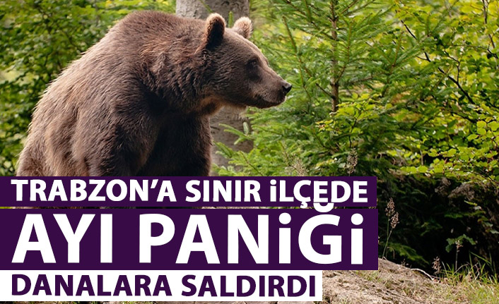 Trabzon'un sınır ilçesinde ayı paniği! Danalara saldırdı