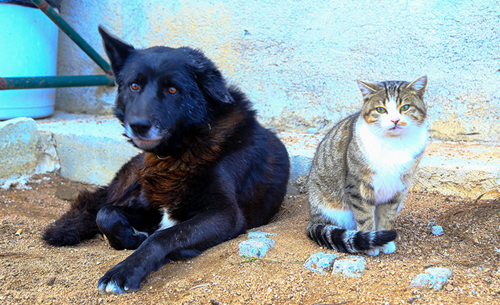 Gümüşhane'de kedi ile köpeğin dostluğu dikkat çekiyor