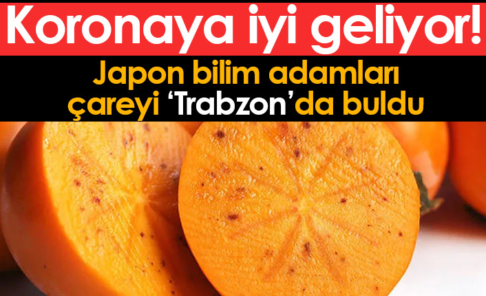 Japon bilim insanları çareyi Trabzon hurmasında buldu