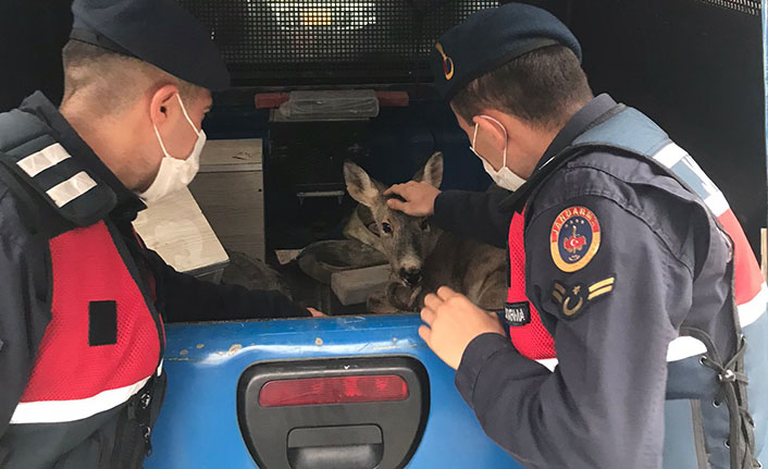 Giresun'da yaralı karacaya jandarma eli