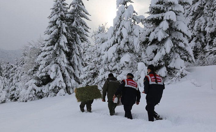 Artvin'de yaban hayvanları unutulmadı