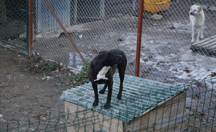 Artvin’de yasaklı ırk köpekler kayıt altına alınıyor