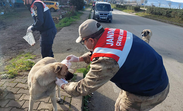 Giresun’da jandarma sokak hayvanlarını besledi