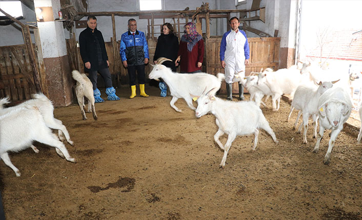 Samsun’da yerel ırk koyun keçi yetiştiricisine destek