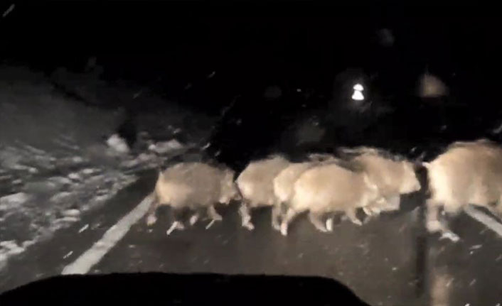 Köye giderken gece önüne çıkan domuz sürünü görüntüledi