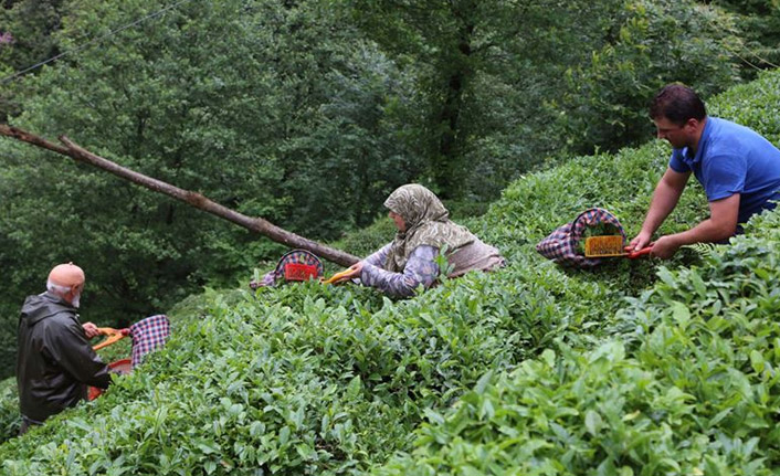 Rize'den 32 ülkeye 9,8 milyon dolarlık çay ihracatı