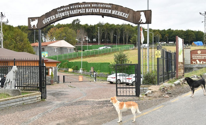 Samsun’da 137 yasaklı ırk köpek bakım merkezine bırakıldı