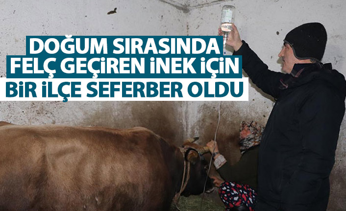 Doğum sırasında felç geçiren inek için ilçe seferber oldu