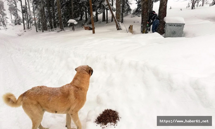 Yaylada mahsur kalan köpeklere devlet sahip çıktı