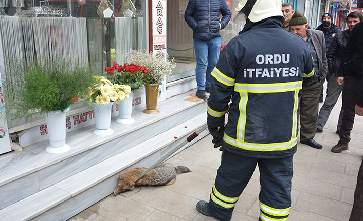 Ordu'da tilki şehir merkezine indi