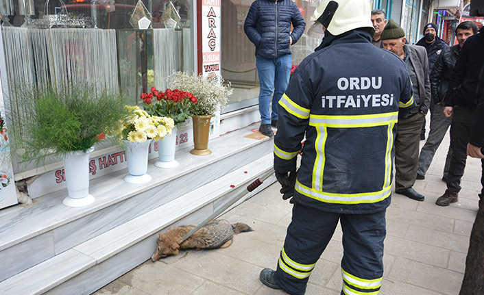 Tilki şehir merkezine indi