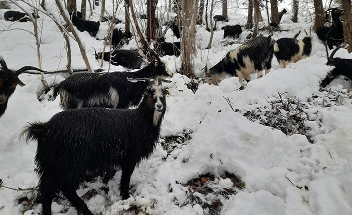 Artvin’de besicilerin zorlu kış mesaisi